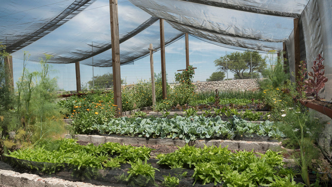 Creating Shade in the Garden