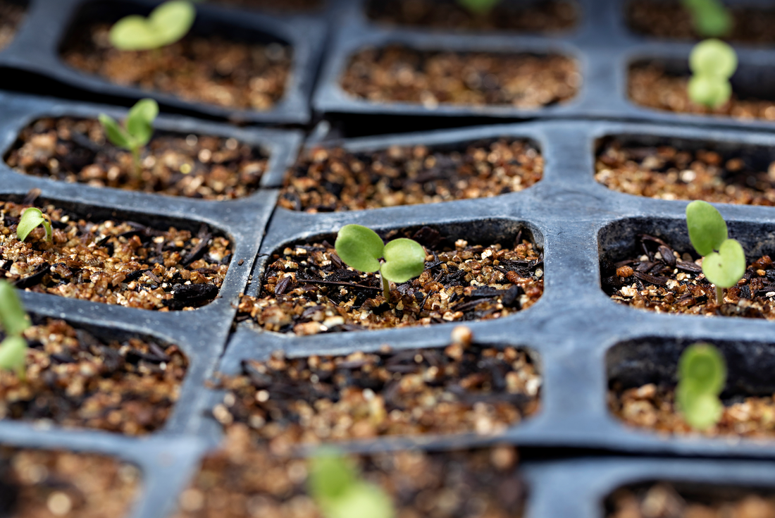 How to start seedlings - the easy way